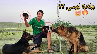 وأخيراً ولادة كلبتي لوسي 😍 زرعت 50 شجرة في المزرعة 🌲