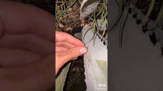 BEN FROM URBAN RESCUE RANCH CATCHES SNAILS 🐌 | OSTRICHPLUG TIKTOK