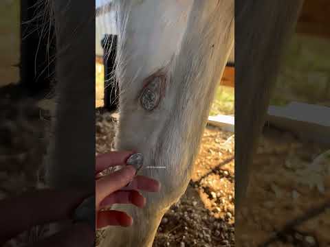 Chestnut on horses