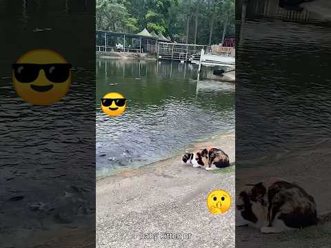 Cat and fish funny video #shorts #fish #catcomedy #kucing #mushuklar