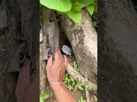 check out the unique bird in the hole #nature #nest #birds #naturesvoice #wildlife #birdsong #shorts