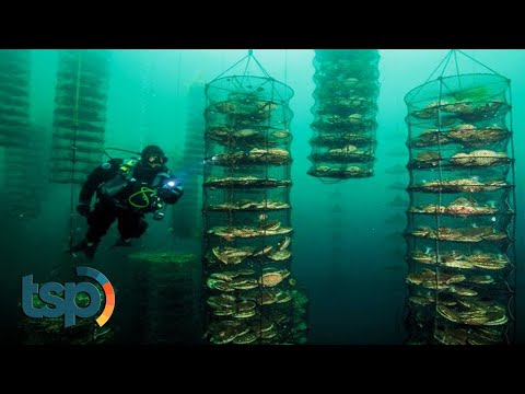 Ada Peternakan Terbesar di Bawah Laut? Inilah Hal-Hal Gak Lazim yang Pernah Ditemukan di Bawah Laut
