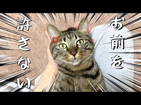 去勢させられたことを絶対に忘れない猫...