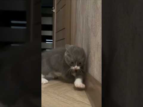 Танцы от котёнка бум шакалум