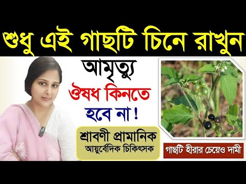 শুধু এই গাছটি চিনে রাখুন আজীবন ঔষধ কিনতে হবে না | Amazing Benefits of Black nightshade