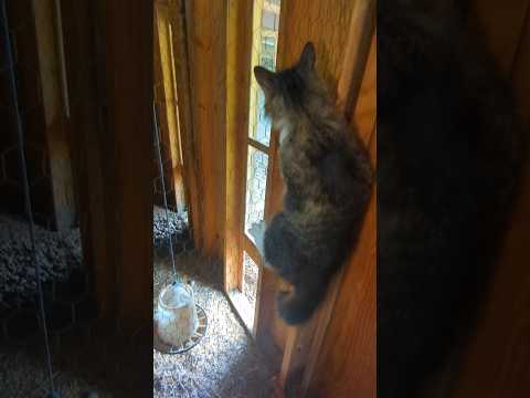 Can This Barn Cat Catch A Rat? #rat