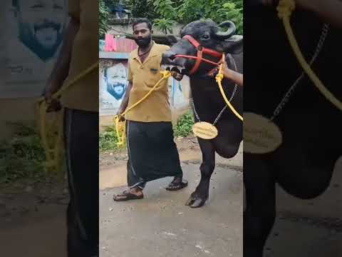 രാജമാണിക്യം ഓർമ്മയായി 😔 #chantha #rajamanikyam #animals #sold #vlog #cow #farm