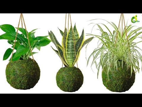 Explore Creative Ideas For Hanging Plants With Kokedama Moss Ball Planters In Your Organic Garden.