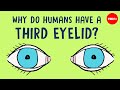 Understanding Vestigial Structures and Evolution