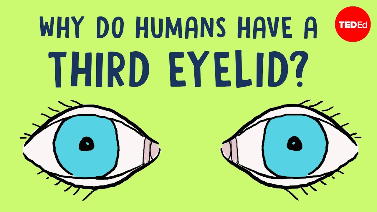 Why do humans have a third eyelid? - Dorsa Amir