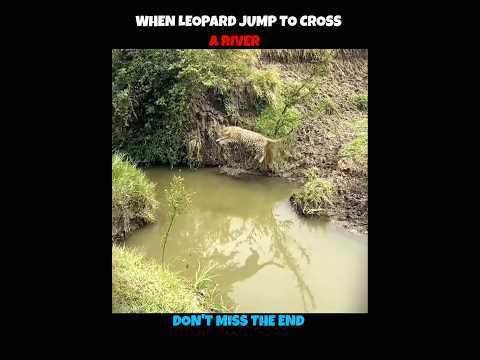 Leopard V/S Tiger V/S Lion Jump #viralshorts #viralytshorts #shorts #animalshorts #ytshorts #animal