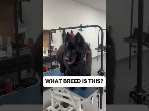 Nikita was kicked out of 2 groomers before she found us. #germanshepherd #siberianhusky #doggroomer