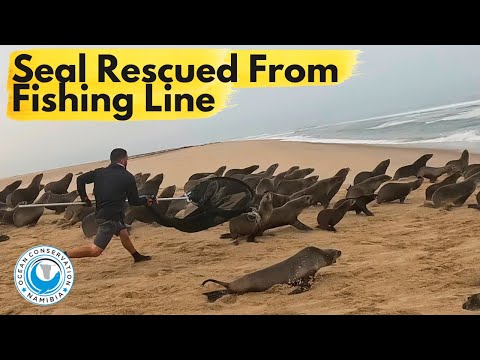 Seal Rescued From Fishing Line