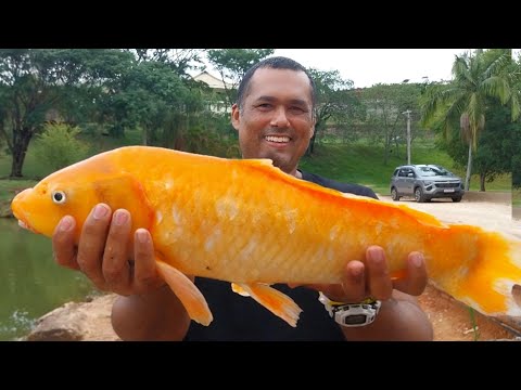 Pescaria de CARPA e receita de massa!