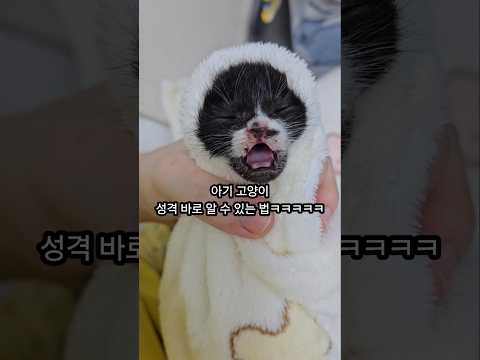 지금 고양이가 있다면 해보세요ㅋ