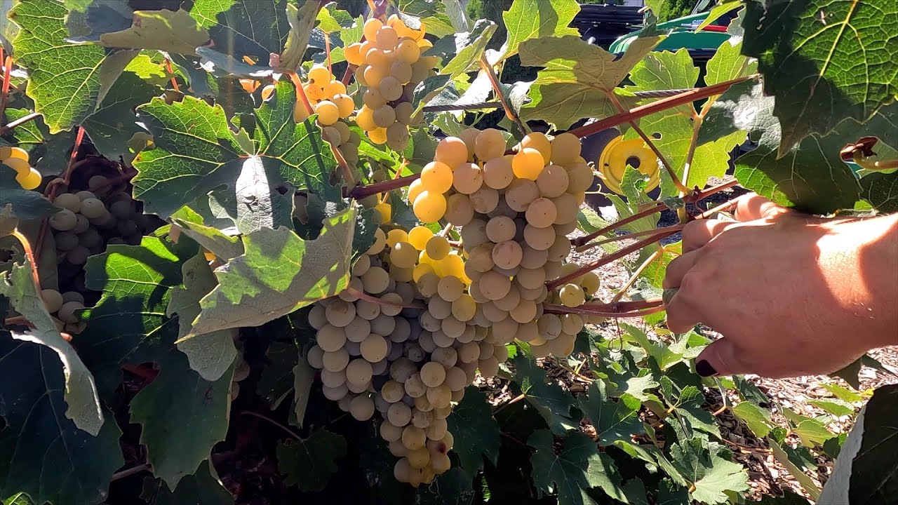 Grape Harvest, Canning Grape Juice & Planting with Benjamin!