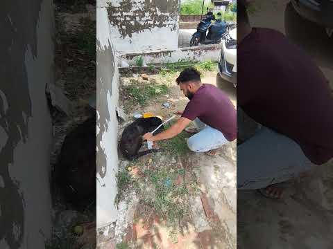 पैरालाइज डॉग को किया रेस्क्यू #cow #bollywoodcoversongs #musicgenre #animals #upcomingmusician