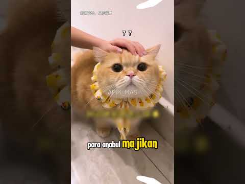 Majikan Punya Member Baru #shorts