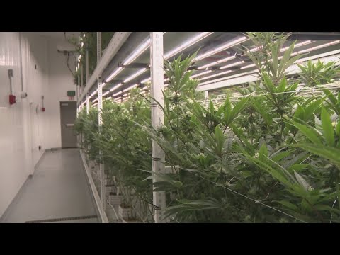 YouTube video thumbnail: Virginia Lawmakers Unveil Proposal for Regulated Cannabis Marketplace With Dozens of new Changes