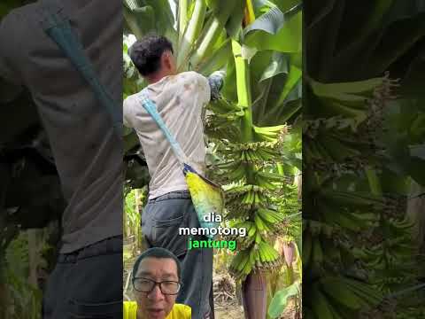 anh nông dân indonesia chăm sóc chuối #traichuoi