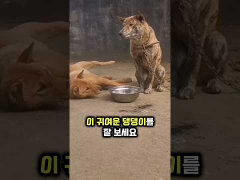 댕댕이가 밥그릇을 물고 집으로 들어가는 이유