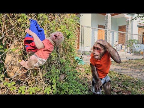 Two monkeys trolling each other made online community laugh until cried 2025 😆🐵