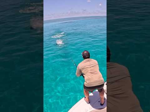 Giant Fish Strike #fishing