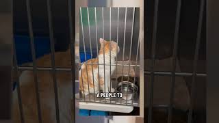 Cats missing after a car crashes into California animal shelter