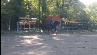 Dressage - kwpn - lavoro in piano