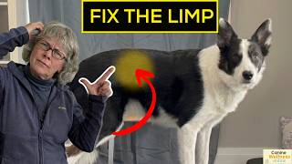 Your Dog is Limping After TPLO Because of THIS Muscle
