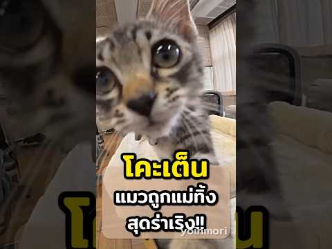 โคะเต็น แมวถูกทิ้งสุดร่าเริง!! | ข่าวคุๆ #ญี่ปุ่น #แมว