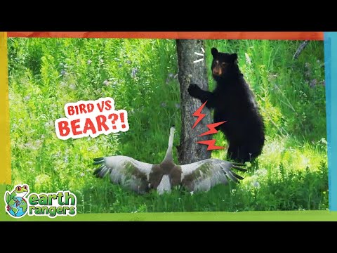Is This Bear Afraid of a... Bird?! | Earth Rangers
