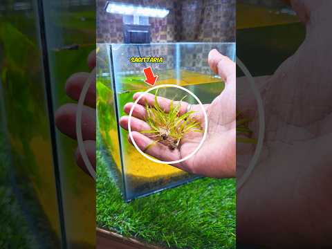 My New Aquarium 😱. #shrots #ytshorts #fish #pets #aquariam #animals #nature #plants #petsvlog #pet