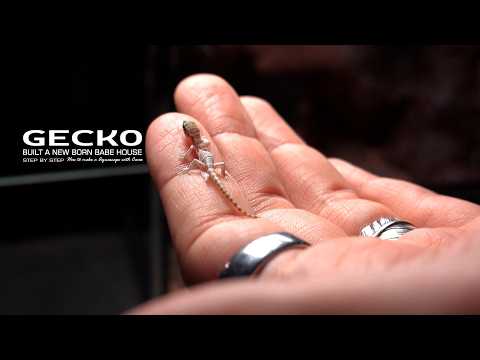 How to Create a Cement Desert Terrarium l A Year Later: Gecko Babies Hatch