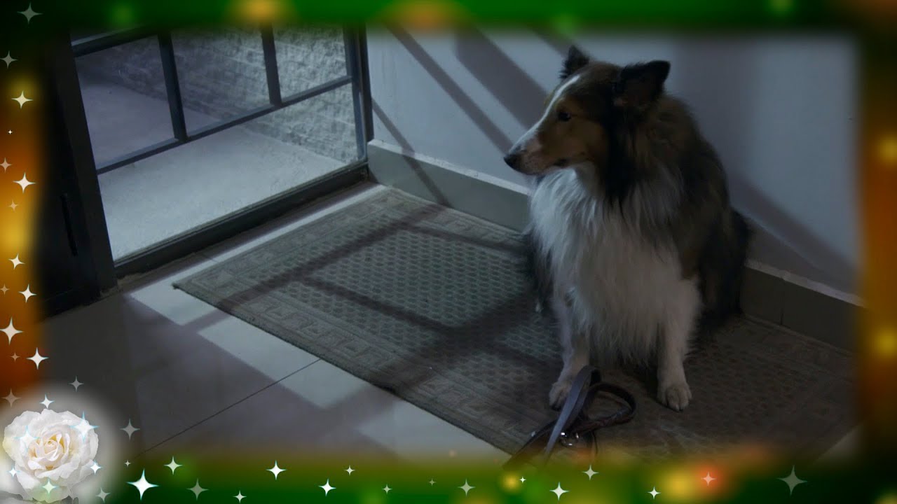 Magaly abandona a su mascota por tener novio - A patas llenas