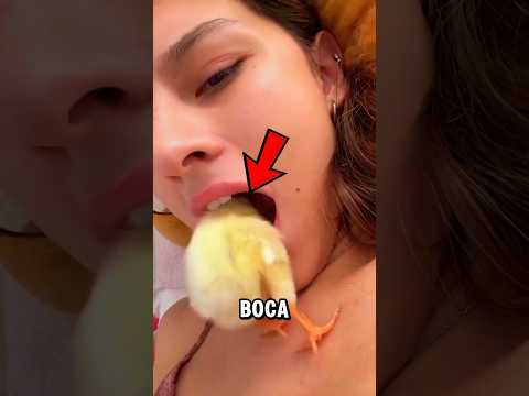¿Por Qué Los Pollitos Intentan Entrar en Tu Boca? 🐥