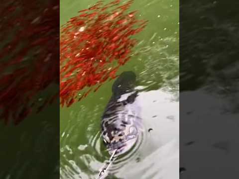 Câu cá lóc khủng #cacconvat #docla #fishing