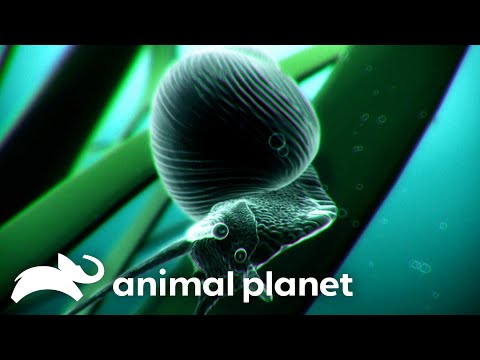 An Infectious Parasite Compromises a Woman's Life | Monsters Inside Me | Animal Planet