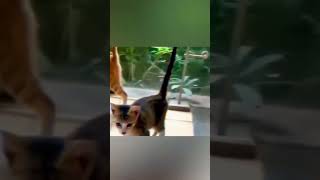 Cat with Naruto clone skills 😇 #shorts