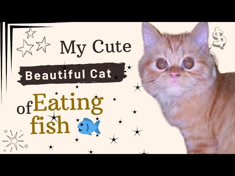 Cat Eating Fish for 5 Minutes | Relaxing & Cute Cat Eating ASMR 🐱🐟