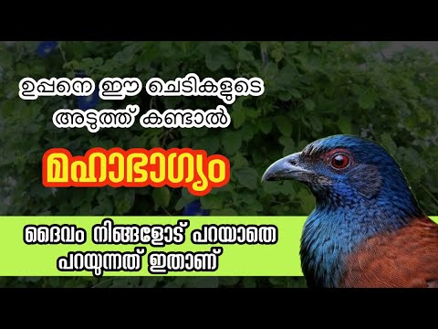 ഉപ്പനെ ഈ ചെടികളുടെ അടുത്ത് കണ്ടാൽ മഹാഭാഗ്യം