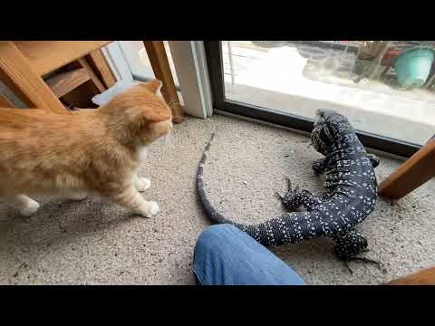 Interaction Between Three Predatory Invasive Species