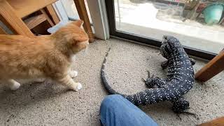 Interaction Between Three Predatory Invasive Species