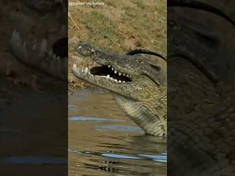 O crocodilo engoliu o impala inteiro?
