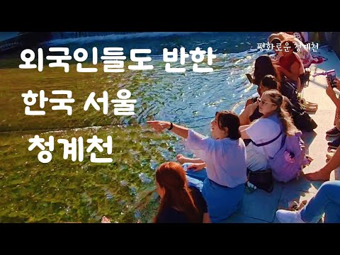 눈부신 햇살 평화로운 풍경 청계천입니다 #서울여행 #청계천 #백로 #외국인 