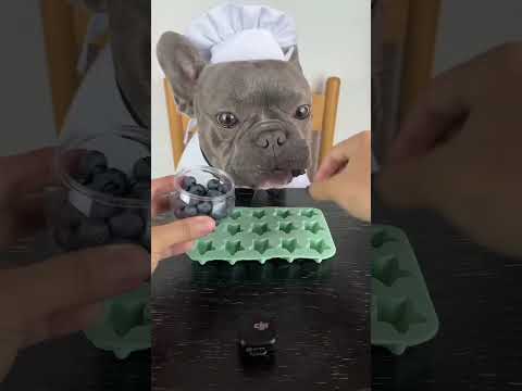 soy un perrito guapo? #viral #perros #perrofeliz #dúo