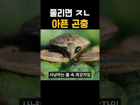 물리면 ㅈㄴ 아픈 곤충