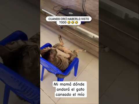 Mi gato es casador #humor #comedia #shortvideo #comedy #comidafacil #memes