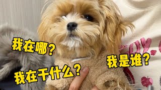 【喵来啦】当南方小狗第一次跟P人爸妈自驾游，狗：去了又好像没去？
