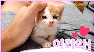 고양이가 새벽마다 깨워서 하는 놀라운 행동..?!